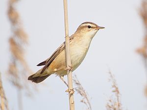 A photo of a Sedge Warbler