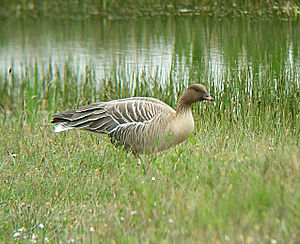 A photo of a Pink-footed Goose