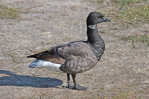 A photo of a Brant
