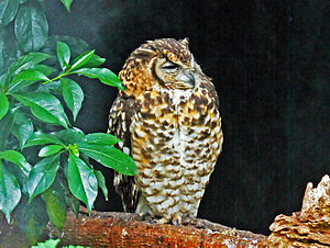 A photo of a Cape Eagle Owl