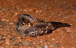 A photo of a Fiery-necked Nightjar
