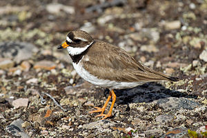 A photo of a Common Ringed Plover