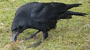 A photo of a Carrion Crow
