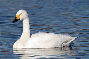 A photo of a Bewick's Swan