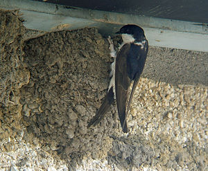 A photo of a Common House Martin