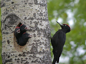 A photo of a Black woodpecker