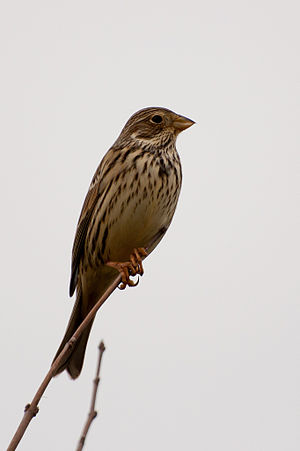 A photo of a Corn Bunting