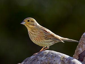 A photo of a Cirl Bunting