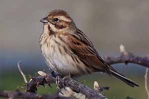 A photo of a Common Reed Bunting