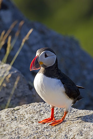 A photo of a Atlantic Puffin