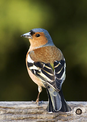 A photo of a Chaffinch
