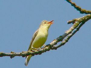A photo of a Icterine Warbler