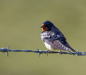 A photo of a Barn Swallow