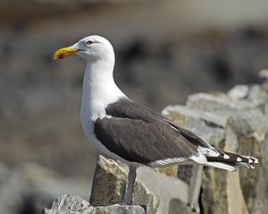 A photo of a Great Black-backed Gull