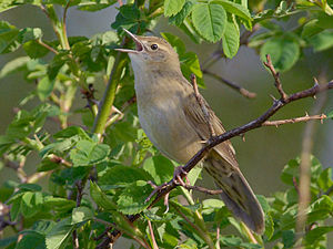 A photo of a Common Grasshopper Warbler
