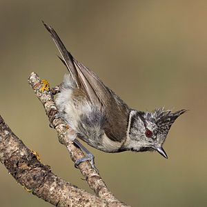 A photo of a European Crested Tit