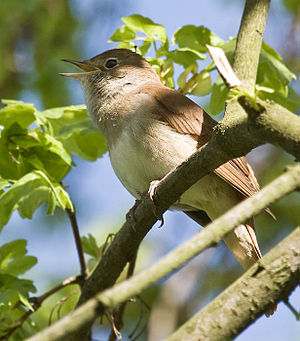 A photo of a Common Nightingale