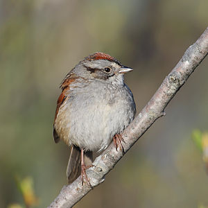 A photo of a Swamp Sparrow
