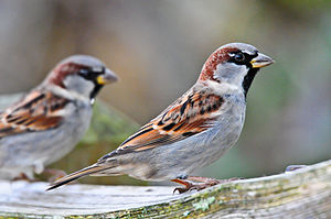 A photo of a House Sparrow