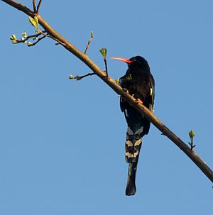 A photo of a Green Wood Hoopoe