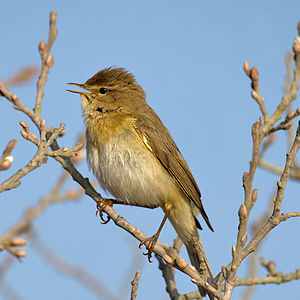 A photo of a Willow Warbler