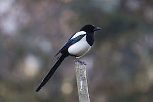 A photo of a Magpie