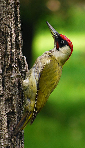 A photo of a Eurasian Green Woodpecker