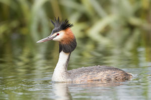 A photo of a Great Crested Grebe