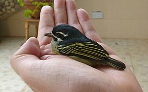 A photo of a Yellow-rumped Tinkerbird