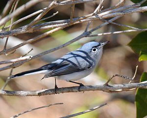 A photo of a Blue-gray Gnatcatcher