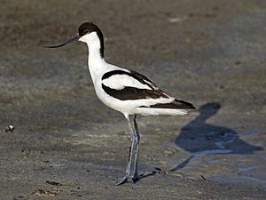 A photo of a Avocet