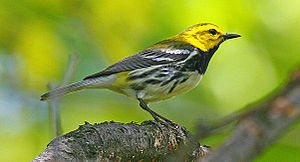A photo of a Black-throated Green Warbler