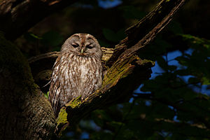 A photo of a Tawny Owl