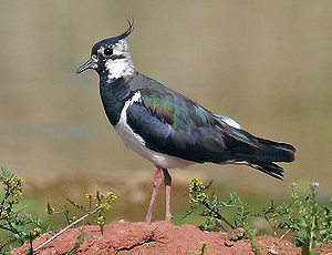A photo of a Lapwing