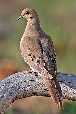 A photo of a Mourning Dove