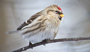 A photo of a Common Redpoll