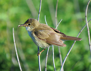 A photo of a Marsh Warbler
