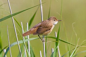 A photo of a Eurasian Reed Warbler