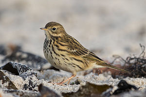 A photo of a Meadow Pipit