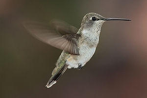 A photo of a Black-chinned Hummingbird