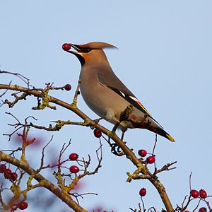 A photo of a waxwing