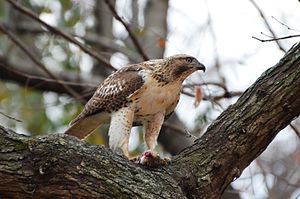 A photo of a Red-tailed Hawk