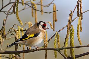 A photo of a Goldfinch