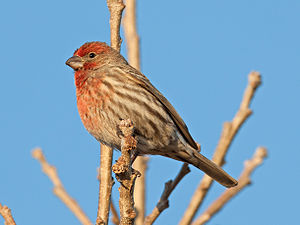 A photo of a House Finch