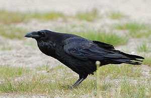 A photo of a Raven