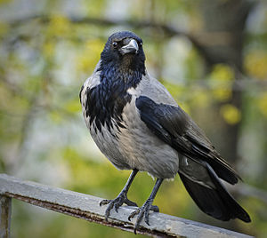 A photo of a Hooded Crow