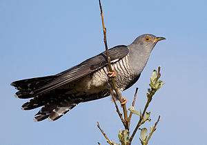 A photo of a Cuckoo