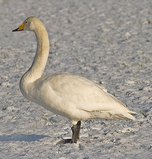 A photo of a Whooper Swan