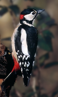 A photo of a Great Spotted Woodpecker