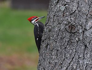 A photo of a Pileated Woodpecker